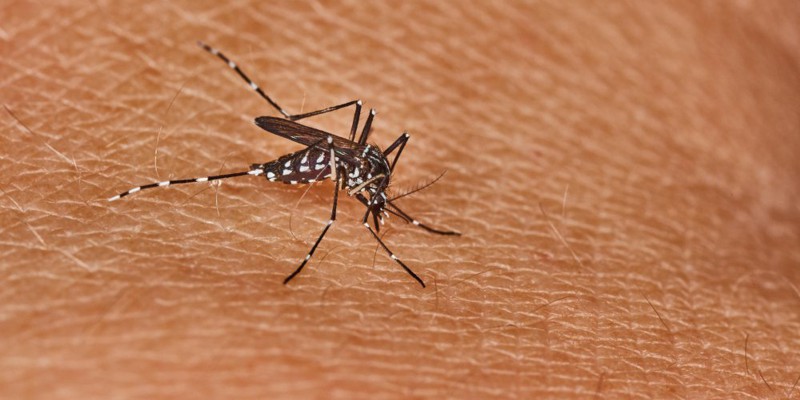 Naučnici upozoravaju da Balkanu prijeti Denga groznica i još 2 zaraze